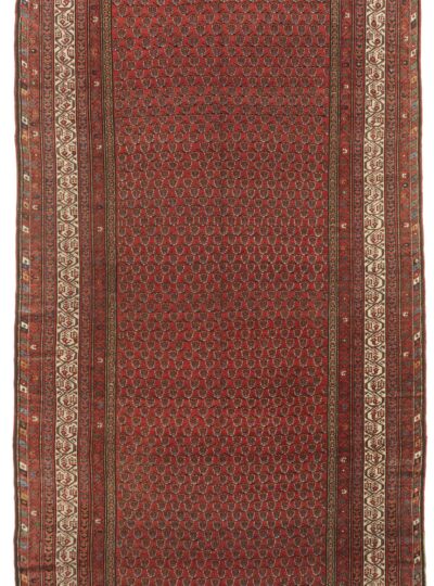Saraband 2506